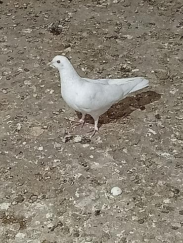 tap az afcarka: Boynugullulər 50 AZN qirmizi cəplər 60azn qalan quşların öz qiyməti — 10