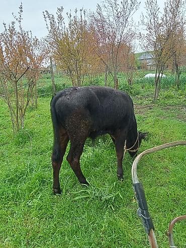 hinduska satisi: Satılır: erkəydi 6 aylqdi 1650 deylir riyalı alcıyla razlaşacam ciddi — 5