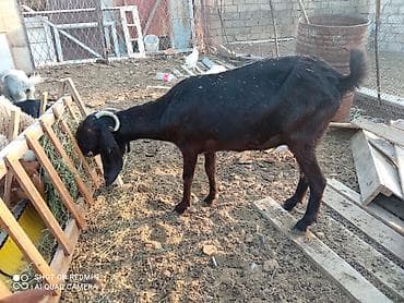 kecı: Super damazlıq heyvanların satışı var.kimə maraqlıdır büyüsün.ana bala — 4