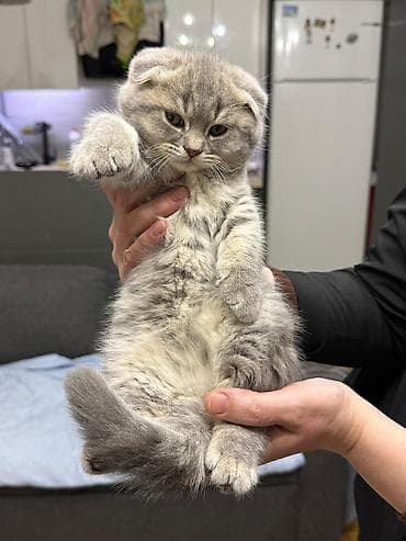 qulaq şamı: Şotland yastı qulaq — 5