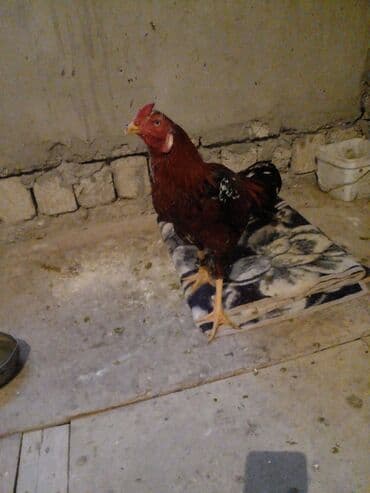 Куры: Петух, Indonesiya, лет: 1, Самовывоз — 7