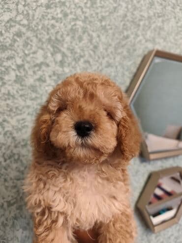 pisik ucun qurd dermani: Pudel, 2 ay, Dişi, Peyvəndli — 3