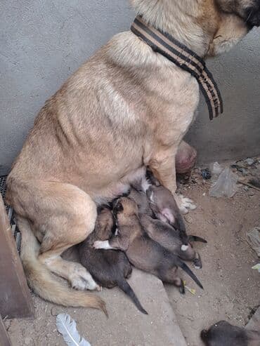 golden it cinsi: Kanqal — 2