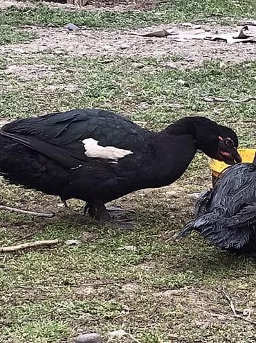 K/t heyvanları və malları: Qara zumrud. Maskali. Qizqin erkey Damazdiq Xüsusiyyətlər: - Cinsi — 3