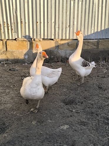 Inəklər, öküzlər: Məhsul: Qazlar (3 ədəd) Paket: şəkillərdə gördüyünüz 3 qaz birlikdə 1 — 3