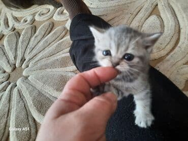 ən şirin pişiklər: Шотландская, Самец, В добрые руки, Бесплатная доставка — 4