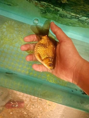 gence akvarium: Qızıl balıq, Sülhsevər — 2