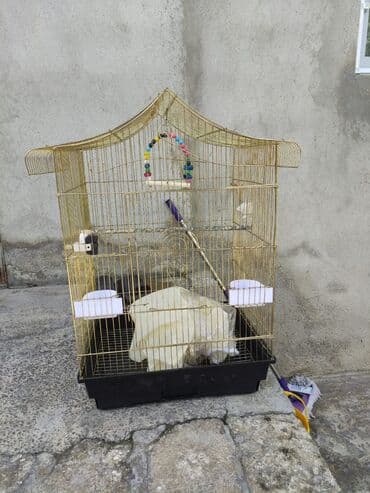 quş şekilleri: Korella tek tek erkey dişi Cüt Valnist qəfəs Valnist 15 Azn balasi — 8