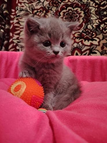 Gəmiricilər: Fars — 5