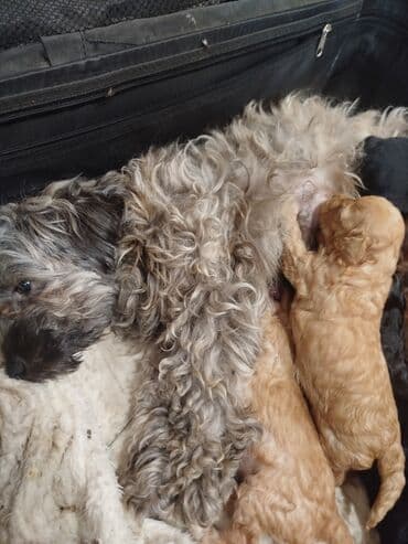 sort itler: Maltipo balası rəngə görə qiymət deyişir — 4