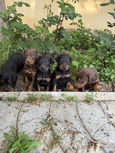 doberman satilir: Doberman, 1 ay, Ünvandan götürmə — 4