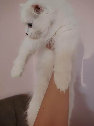 pişikler: Türk anqora, Dişi, Ünvandan götürmə — 2