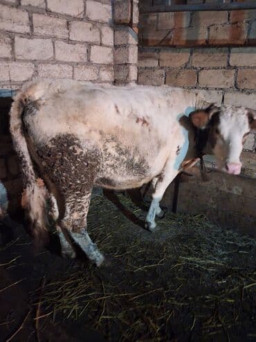 Quzu: 4ci qarım — 1