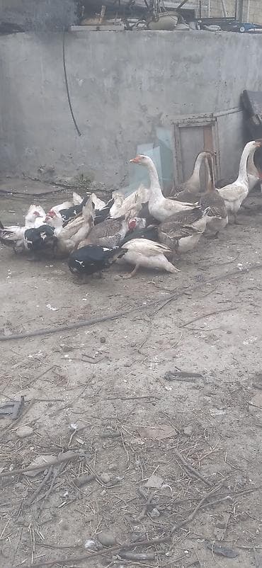 it xaltalari satisi: Erkək, | Lal ördək, Damazlıq — 3