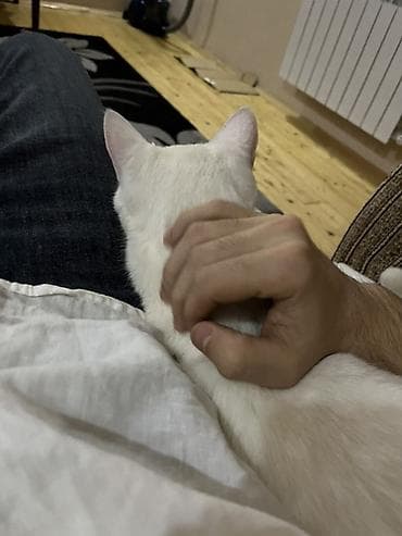 şotlant pişiy: Ağ pişik – ev pişiyi - Rəngi: Tam ağ, qısa və yumşaq tüklü - Gözləri — 2