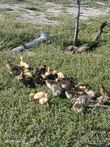 eşşək sudu satışı: Pekin qışqıran ördəklər və qaz balalari.12gunlukduler.dermasiz — 6
