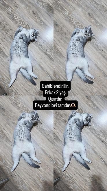 Pişiklər: Şinşilla, Erkək, Yaxşı əllərə, Pulsuz çatdırılma — 1