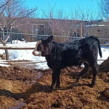 Qazlar: Məhsul: Danadır - Cins tipi: Qara-bəzək (qara rəngli bədən, alnında — 2
