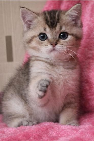 Quşlar: Qızıl şinşilla — 9