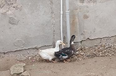 lal ordək satışı: Bramadan dönmə xoruz satılır çəkisi hardasa 3.5 dən yuxarıdır.toyuqlar — 3