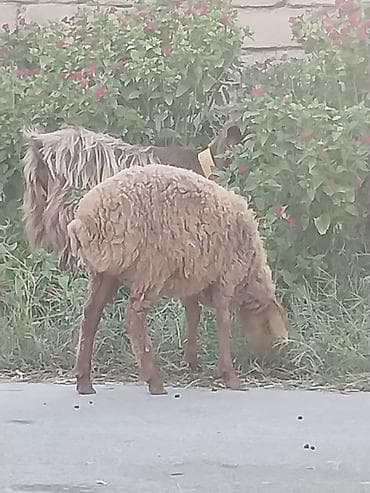 quzular: 1 erkək, 1 dişi 3 aylıq quzular var. Dişinin çəkisi 21kq, erkəyin — 2
