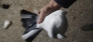 quş adları: Qusdar erkey mayadi tutulma qusdardi hazir cutduler kankiret adamlar — 1