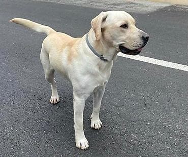dişi labrador: Labrador-retriver, Erkek — 1