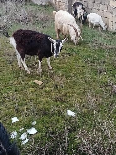 erkəy danalar: Alpin keçi sürüsü satılır. Qiymet 300 den başlayır — 5