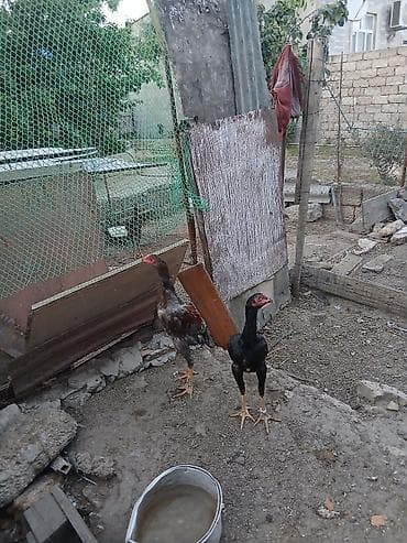 cucə fermasi: Toyuq cücələri, Damazlıq — 3