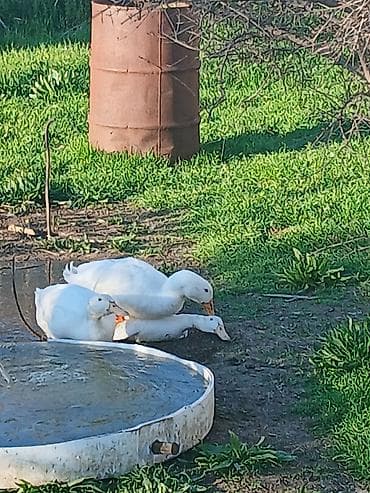 lal ordek: Aylesbury Ordeklerinin Cucesi Ve Yumurtasi Satilir Mayali 1 eded — 5