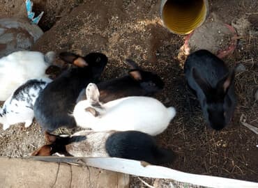 it yemləri: Məhsul: Dovşanlar (bir neçə rəng və naxışda) Təsvir: - Fotoşəkildə — 1