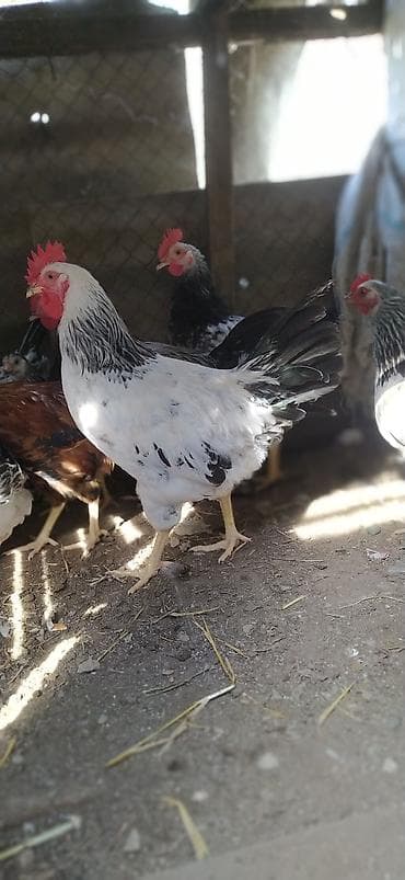 bramo xoruzu: Xoruz, il: 1, Ünvandan götürmə — 1