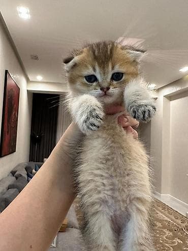 pisik cinsleri: Şotland, Dişi, Erkək, Pulsuz çatdırılma, Rayonlara çatdırılma, Ödənişli çatdırılma — 4