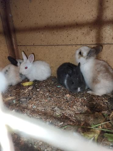 it balalari satilir: Karlik katolik qalmadı Dovşanlar satılır artirmağa əla fürsətdi — 5