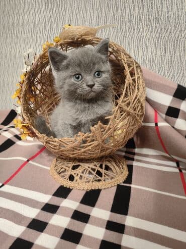 pişiklər üçün bit dərmanı: Шотландская, Самец, В добрые руки, Самовывоз — 7