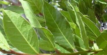 Məhsul: Dəfnə yarpağı (laurel leaf) – ədviyyat Bagdan agacdan derilir