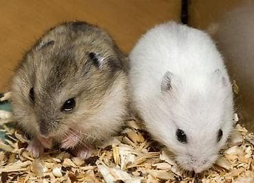 qarğa balası: Cüt xırda gəmirici – balaca hamsterlər — 1