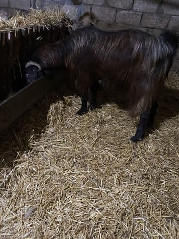 Quşlar: 2 yaş yarimliq heleb tekesi satilir tam aktiv heyvandi unvan Mehdiabad — 8