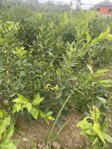 tikanli bitkiler: Məhsul: Sitrus tingləri (narıncı/mandarin tipli), torbalı və açıq — 7