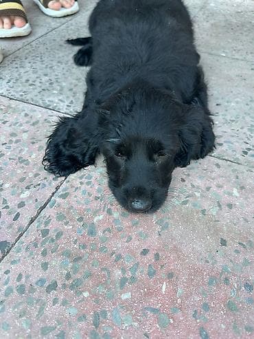 heyvan it: Koker spaniyel, 3 ay, Erkek, Peyvəndli, Ünvandan götürmə — 2