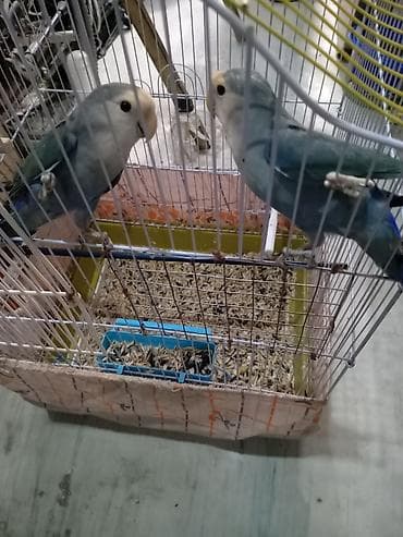 sevgi qusu: Fişerlər cütdülər bala alınıb tam sağlam vatsap 055 840 28 10 unvan — 2