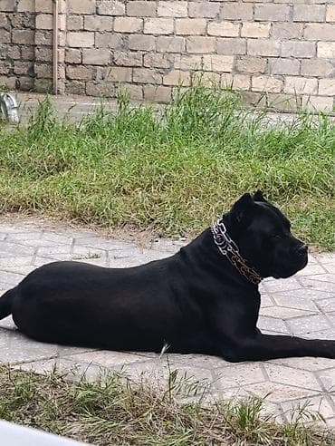 saf su: Kane-Korso, 3 ay, Erkek, Sənədli, Pulsuz çatdırılma, Ödənişli çatdırılma — 4