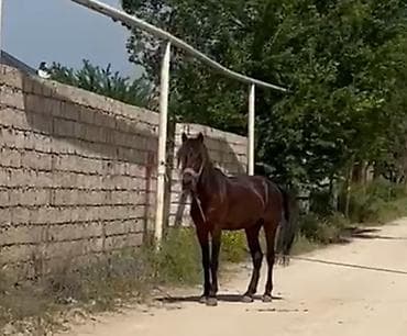 ev iti satisi: Erkək, il: 7, Ünvandan götürmə — 4