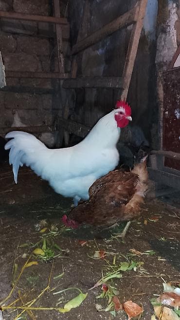 cütləş: Ağ arginal.Afstralop.11ayliq. - Rəng: tam ağ bədən, qırmızı daraq və — 2