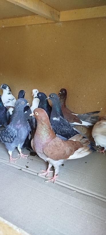 heyvanlarin satisi: Quşlar satılır 15 ədəddi biri 3 manattan ünvan Lenkaran Bakiya — 5
