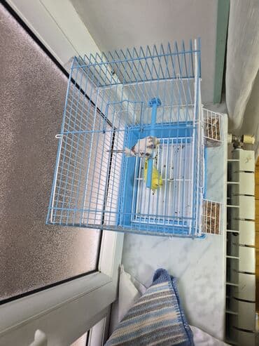 pomeranian spitz satisi: Popuqay 2 eded Dünen alinib. Qefeside yenidir Uşaq ders oxumadigi — 4