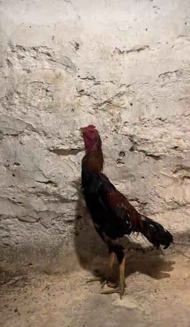 sibrayt xoruz: Xoruz, Heyratı, il: 1, Ünvandan götürmə — 2