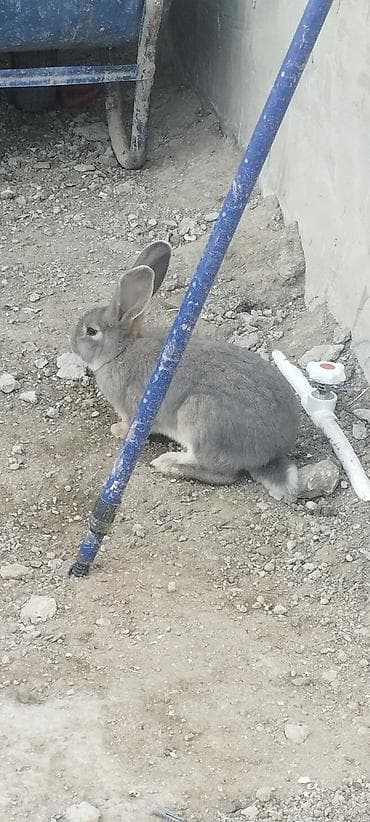 Hər kəsə salam bala dovşandır hələ yəni böyük deyil indidən deyim ev