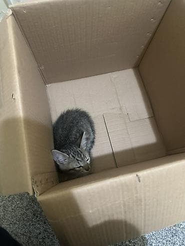 Tabbi, Yaxşı əllərə, Ünvandan götürmə