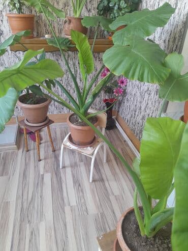 sine boyuden bitki: Geniş və parlaq yaşıl yarpaqları olan bu bitki, interyerə təbiilik və — 1